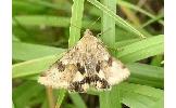 Heliothis maritima adaucta