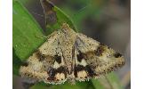 Heliothis Heliothis