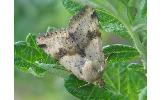 Heliothis Heliothis