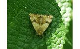 Heliothis Heliothis