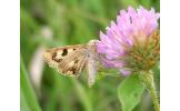 Heliothis maritima adaucta