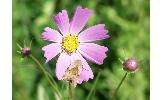 Heliothis Heliothis