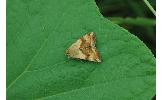 Heliothis Heliothis