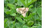 Heliothis Heliothis