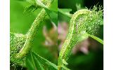 Heliothis maritima adaucta