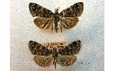 Idia Idia