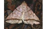 Zanclognatha griselda