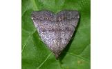 Zanclognatha southi
