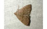 Herminia Herminia