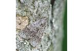 Hydrillodes sp.