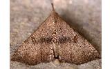 Progonia Progonia