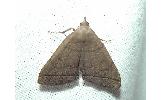 Zanclognatha tarsipennalis