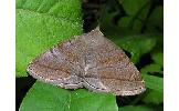Zanclognatha fumosa