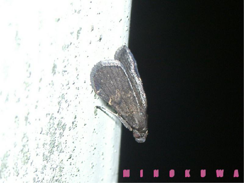ʐ^16
