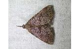 Hypena Hypena