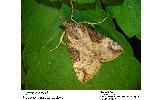 Hypena Hypena