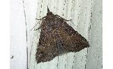 Hypena Hypena