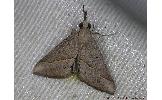 Hypena sp.