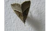 Hypena Hypena