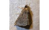 Bomolocha stygiana