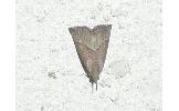 Hypena Hypena