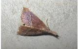 Hypena Hypena