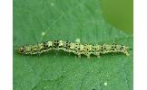 Hypena amica
