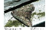 Actebia praecox flavomaculata