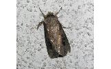 Agrotis tokionis