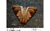 Diarsia Diarsia