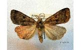 Lycophotia cissigma