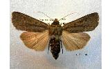 Spaelotis suecica