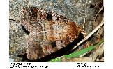 Xestia descripta