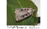 Xestia ditrapezium orientalis