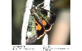 Xestia efflorescens