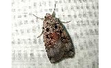 Xestia kollari plumbata