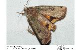 Xestia semiherbida decorata