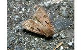 Agrotis exclamationis informis