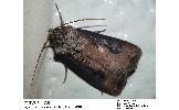 Agrotis tokionis