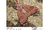Xestia dilatata