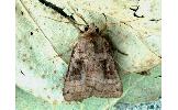 Xestia fuscostigma