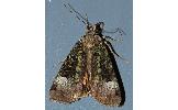 Xestia efflorescens