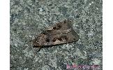 Xestia c-nigrum