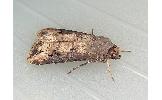 Agrotis Agrotis