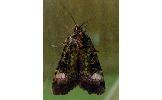 Xestia efflorescens
