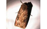 Agrotis ipsilon