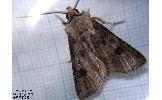 Agrotis Agrotis