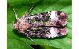 Xestia efflorescens