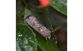 Agrotis segetum