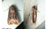 Agrotis Agrotis